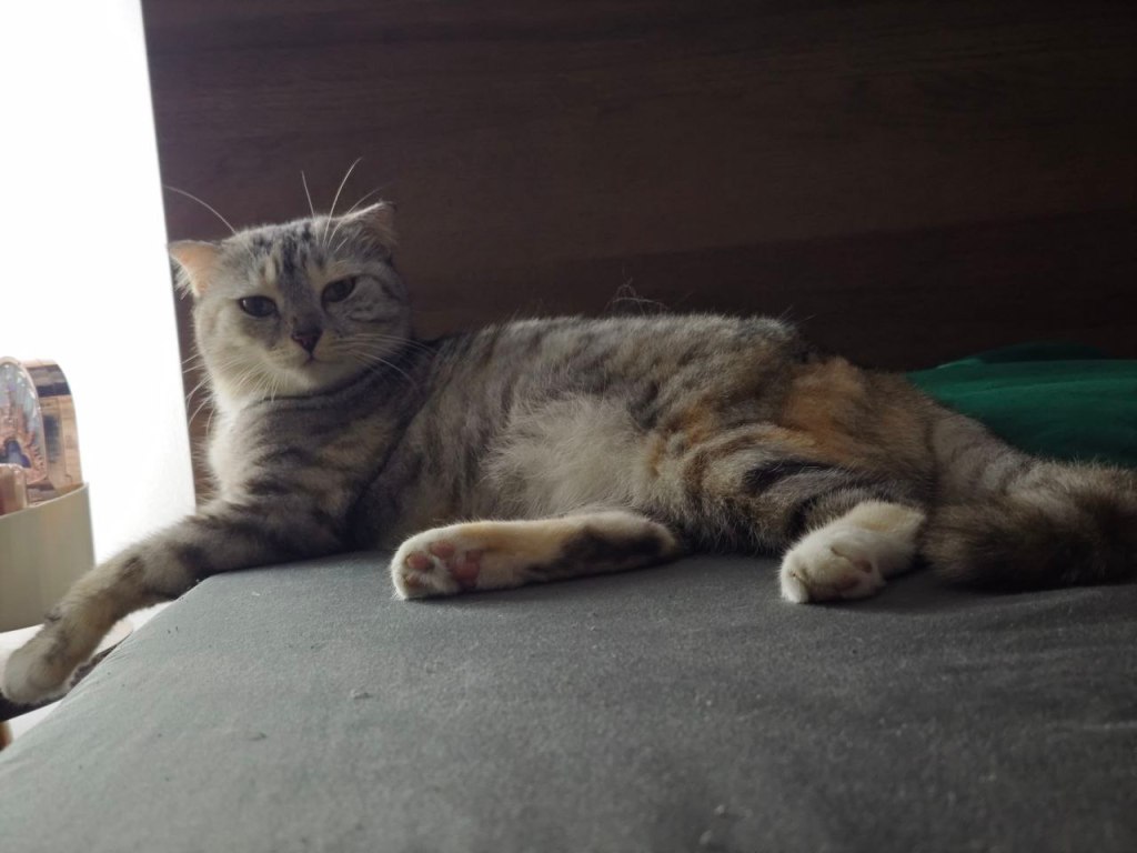 My point is / QUAN ĐIỂM MÌNH LÀ THẾ&nbsp;NÀY