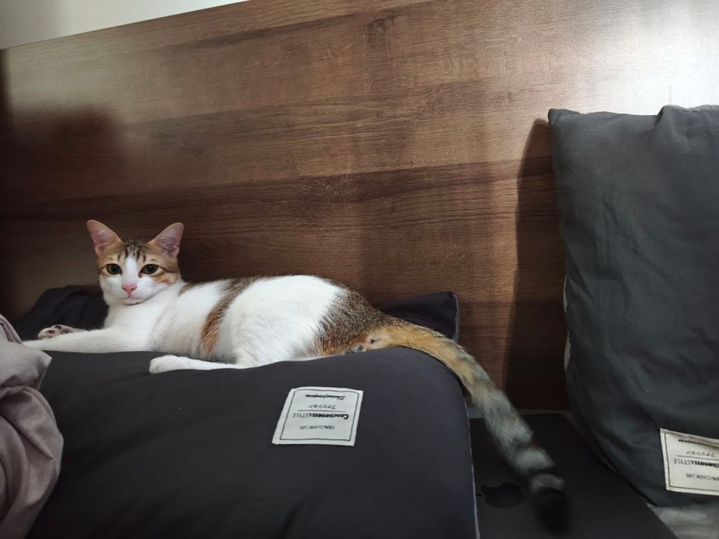 Argue, reconcile, and reconnect / TRANH CÃI, HÒA GIẢI, VÀ HÒA&nbsp;HỢP.