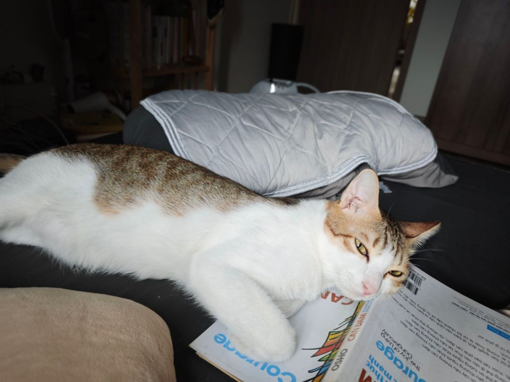 Protected: Diary – June 11th, 2025