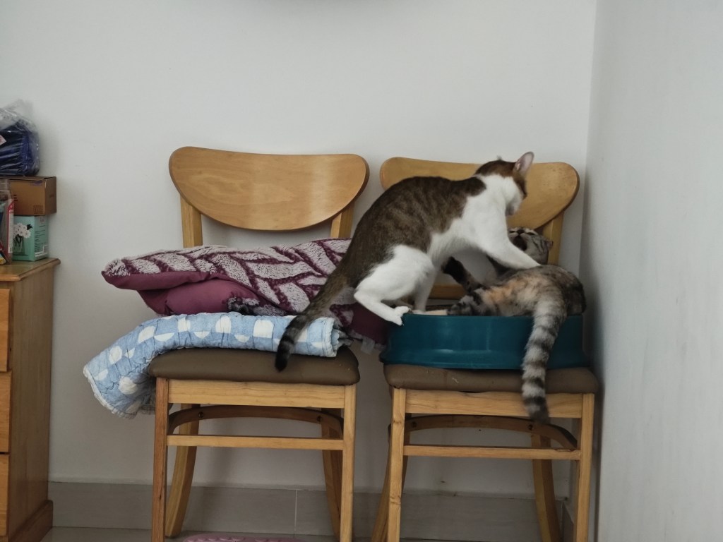 Protected: Diary – June 5th,&nbsp;2025